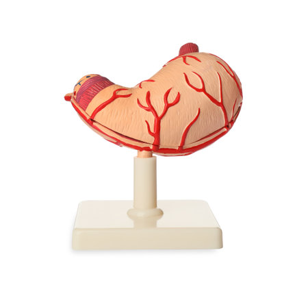 Anatomical model of stomach isolated on white. Gastroenterologyの写真素材
