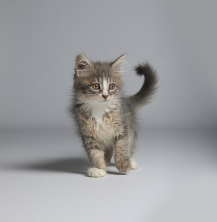 Cute fluffy kitten on white background. Baby animalの写真素材