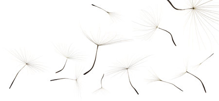 Many dandelion seeds flying on white background. Banner designの写真素材