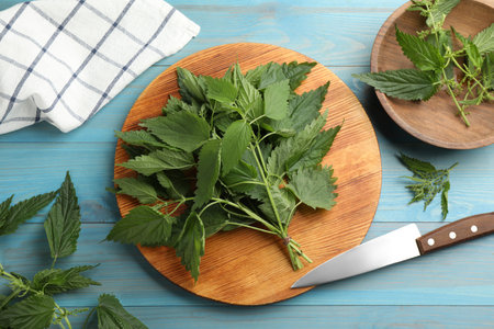 Fresh stinging nettle leaves on light blue wooden table, flat layの写真素材