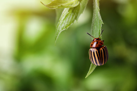 Colorado potato beetle on green plant against blurred background, closeup. Space for textの写真素材
