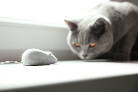 Beautiful gray British Shorthair cat playing with toy on window sill indoors, closeupの写真素材