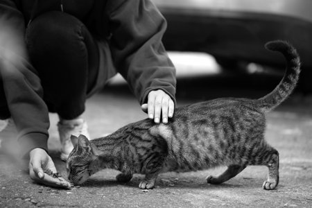 Woman feeding homeless cat outdoors. black and white effectの写真素材