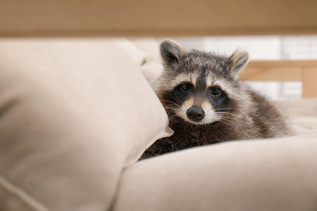Cute funny raccoon resting on beige sofaの写真素材