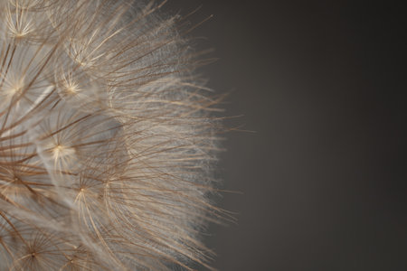 Beautiful fluffy dandelion flower on gray background, closeup. Space for textの写真素材