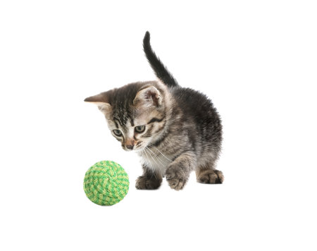 Little kitten playing with toy ball on white backgroundの写真素材