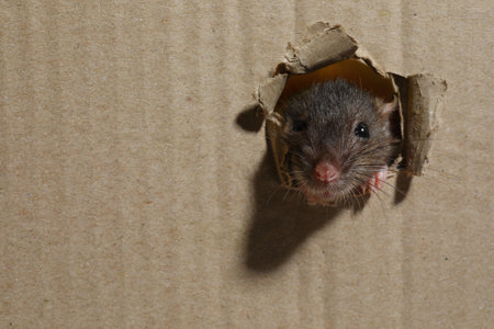 Cute rat looking through hole in cardboard sheet, space for textの写真素材