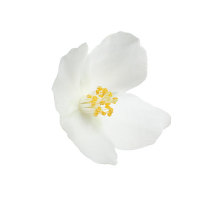 Beautiful flower of jasmine plant isolated on whiteの写真素材