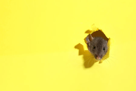 Cute rat looking through hole in yellow paper sheet, space for textの写真素材
