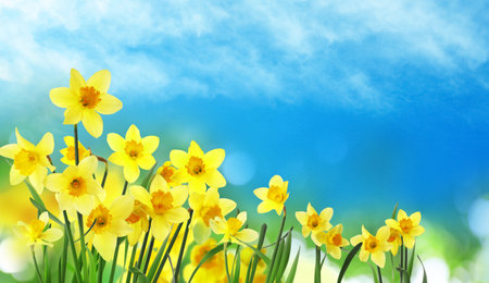 Beautiful yellow daffodils outdoors on a sunny day. banner designの写真素材