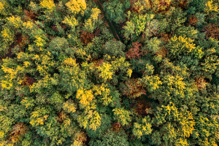 Aerial view of beautiful forest. autumn seasonの写真素材