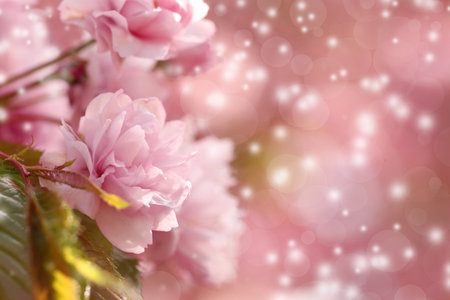 Beautiful pink sakura blossom on blurred background, closeup. Space for text