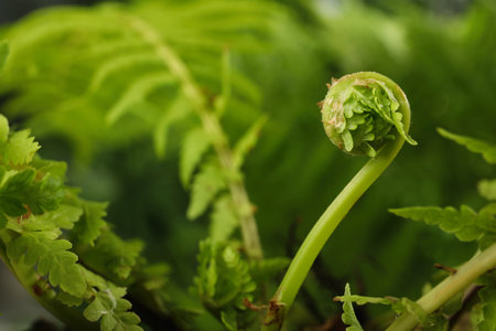 Green fern plant with young leaf on blurred background, closeupの写真素材