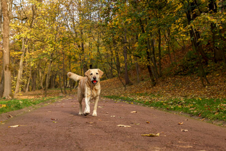 Cute Labrador Retriever dog with toy ball in sunny autumn park. Space for textの写真素材