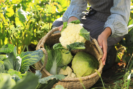 Woman harvesting fresh ripe cabbages on farm, closeupの写真素材