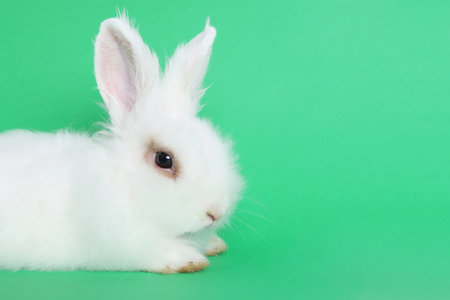 Fluffy white rabbit on green background, space for text. cute petの写真素材