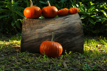 Many orange pumpkins and log on grass in gardenの写真素材