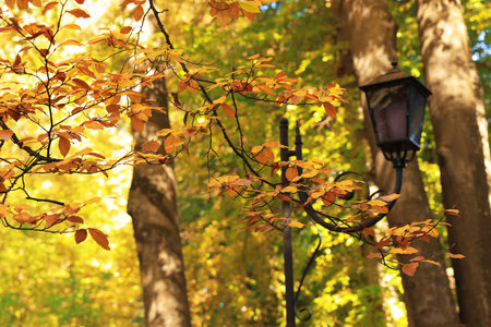 Branches with beautiful golden leaves and street lamp in park on autumn dayの写真素材