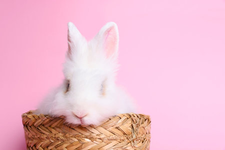 Fluffy white rabbit in wicker basket on pink background, space for text. cute petの写真素材