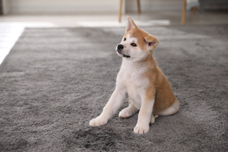 Adorable akita inu puppy near puddle on carpet indoorsの写真素材
