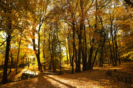 Beautiful yellowed trees and fallen leaves in park on sunny day