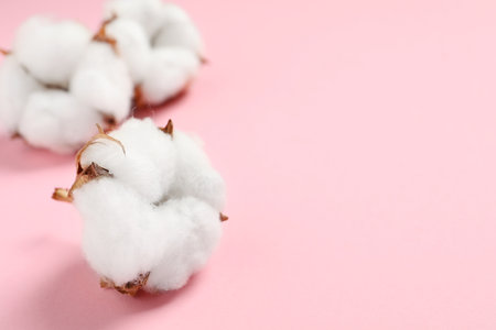 Beautiful cotton fluffy flowers on pink background, closeup. Space for textの写真素材