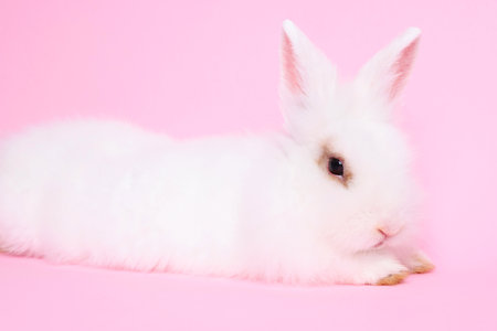 Fluffy white rabbit on pink background. cute petの写真素材