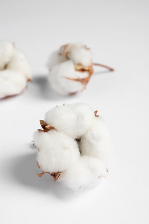 Cotton flowers on white fluffy background, closeup. Space for textの写真素材