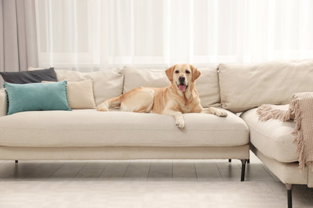 Modern living room interior. Cute Golden Labrador Retriever on couchの写真素材