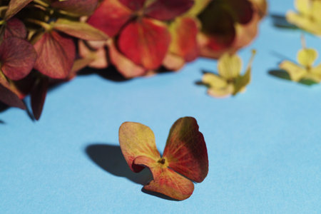 Beautiful hortensia flowers on light blue background, closeup. Space for textの写真素材
