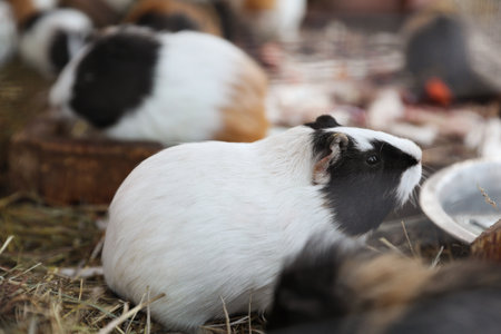 Cute fluffy guinea pigs on hay in zooの写真素材