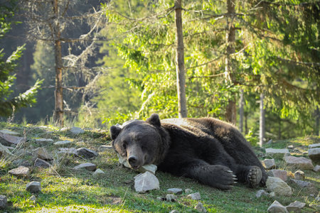 Brown bear in forest on sunny day, space for text. wild animalの写真素材