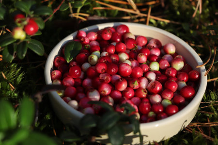 Bowl of delicious ripe red lingonberries outdoors, closeupの写真素材