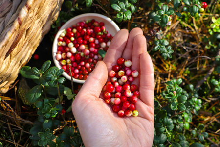 Woman picking ripe red lingonberries outdoors, top viewの写真素材