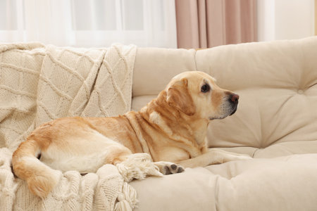 Cute Golden Labrador Retriever on couch in living roomの写真素材