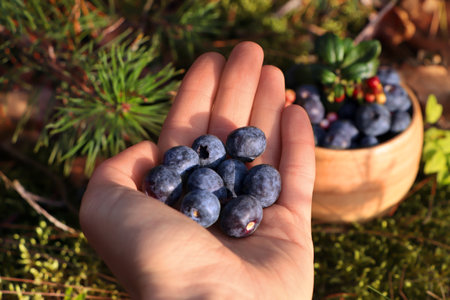 Woman holding heap of fresh ripe blueberries in forest, closeupの写真素材