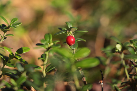 Tasty ripe lingonberry growing on sprig outdoorsの写真素材