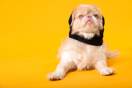Cute Pekingese dog with bandana on yellow background. Space for textの写真素材