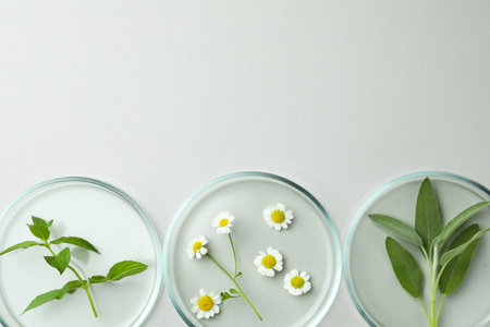 Flat lay composition with Petri dishes and plants on light grey background. Space for textの写真素材