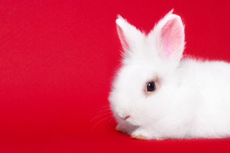 Fluffy white rabbit on red background, space for text. Cute petの写真素材