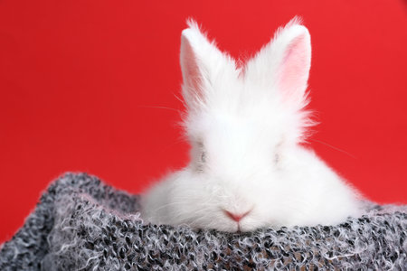 Fluffy white rabbit wrapped in soft blanket on red background. Cute petの写真素材