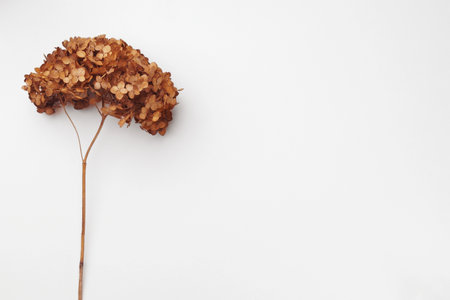 Dried branch of blooming hortensia on beige background, top view. Space for textの写真素材