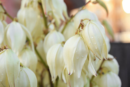 Close up view of beautiful yucca flowers with water drops on blurred backgroundの写真素材