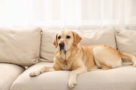 Cute Golden Labrador Retriever on couch in living roomの写真素材