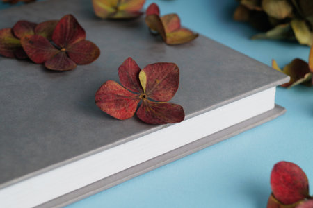 Dried hortensia flowers and book on light blue background, closeupの写真素材