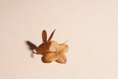 Beautiful dried hortensia flowers on beige backgroundの写真素材