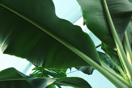 Banana tree with green leaves growing outdoors, low angle viewの写真素材