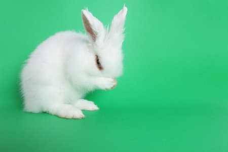 Fluffy white rabbit on green background, space for text. cute petの写真素材