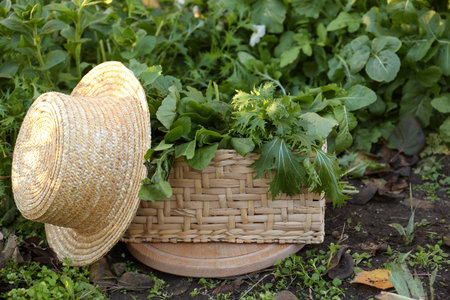 Wicker basket with many fresh green herbs and straw hat on ground outdoorsの写真素材