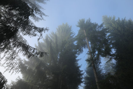 Beautiful coniferous trees in forest on foggy day, low angle view